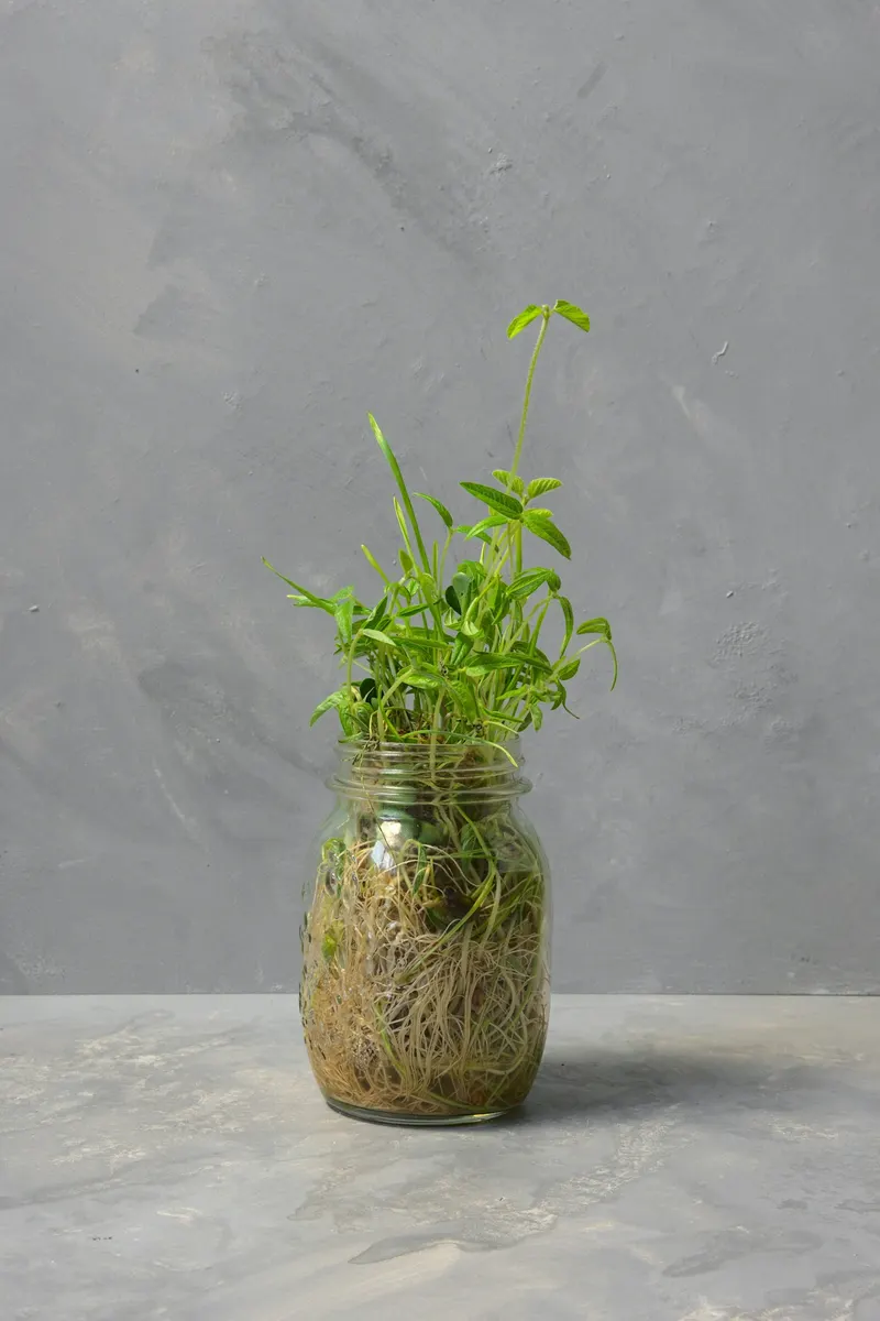 Butași de pothos în borcane