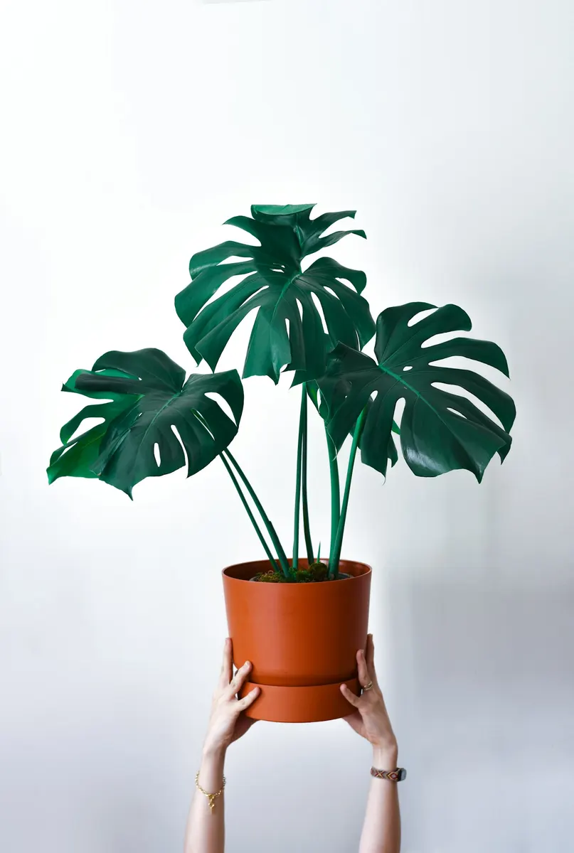 Monstera deliciosa, 60 cm
